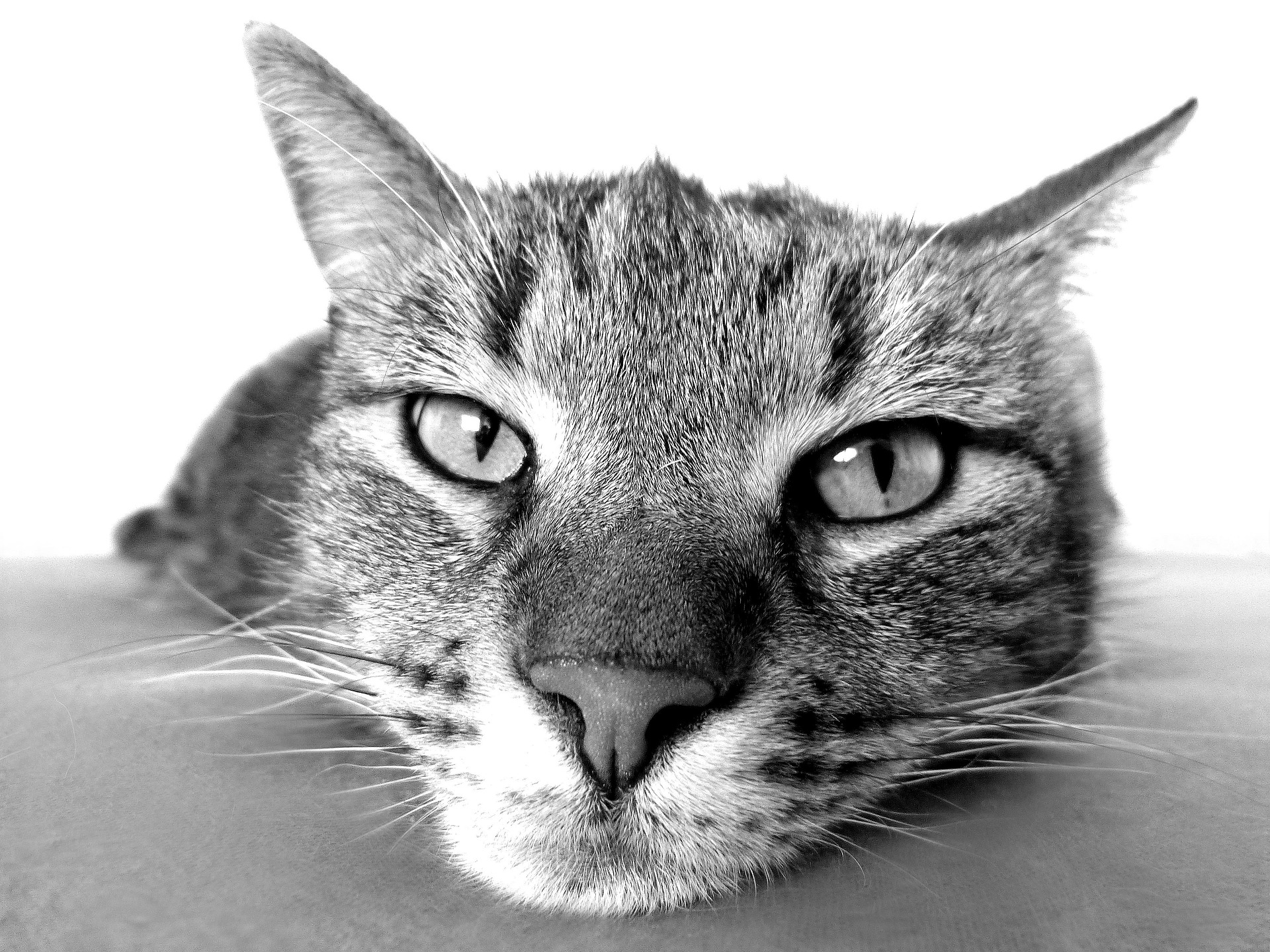gato1